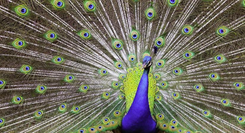 Ez a legritkább szín az állatvilágban