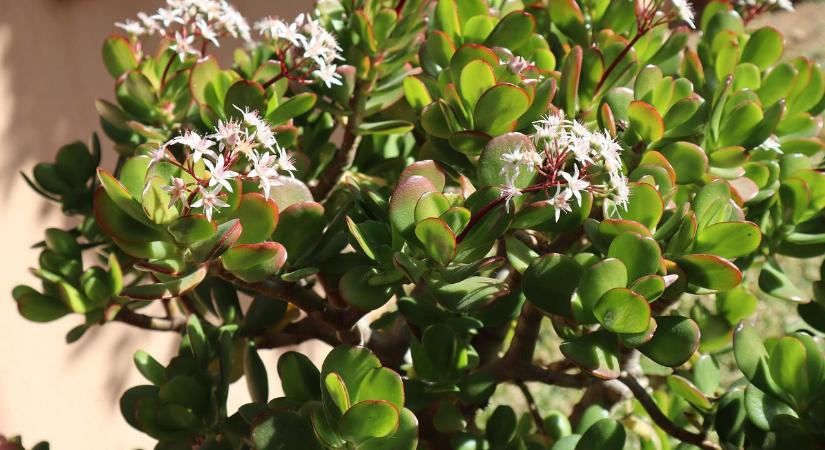 Milyen szerencsehozó szobanövények közül választhatunk?