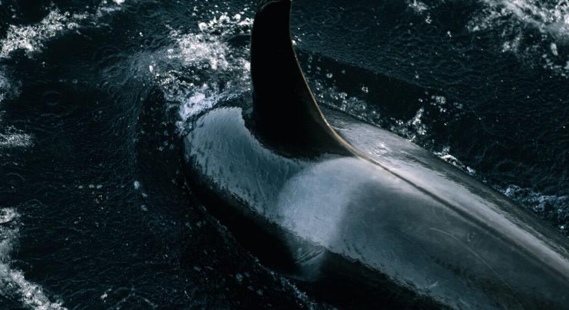 66 nap egy gumitutajon – így élte túl a házaspár, miután bálnák elsüllyesztették a jachtjukat