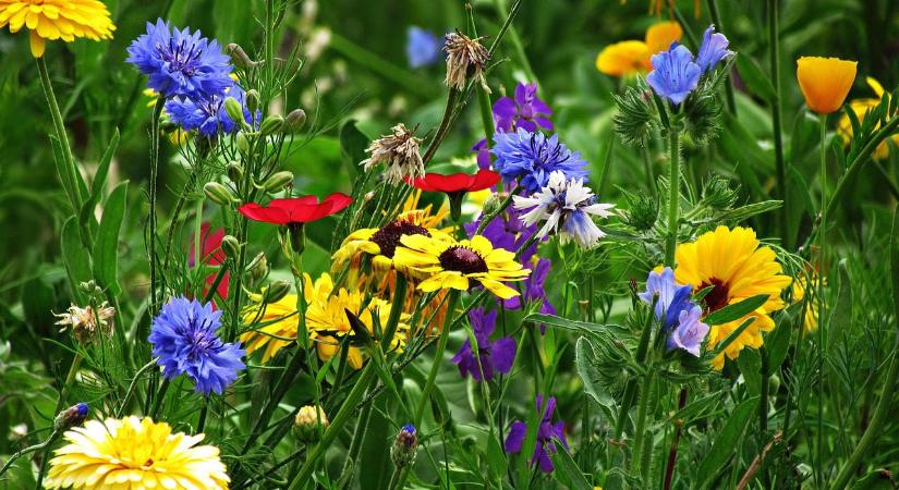 Chaos gardening – mit jelent a tervezett rendezetlenség a kertben?