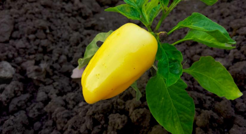 Nem fogjuk elhinni, honnan érkezik hazánkba a magyar paprika!