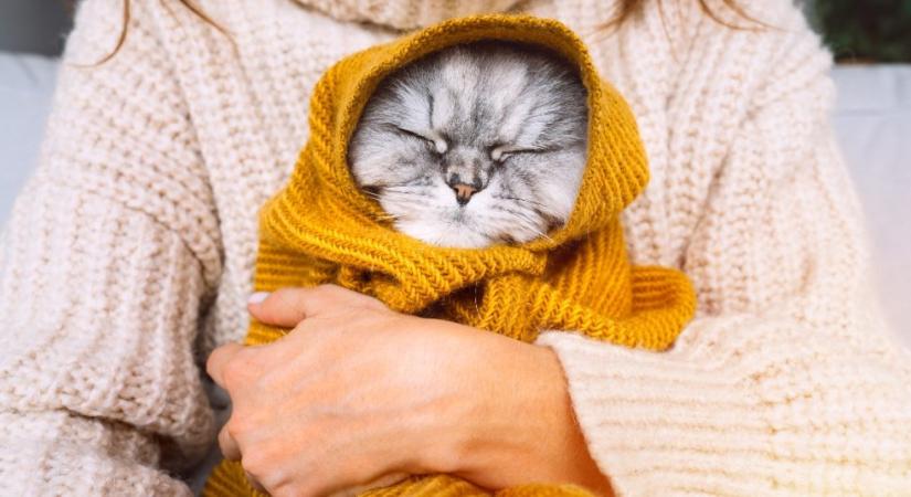 A macska is megfázhat? Így őrizd télen kedvenced egészségét