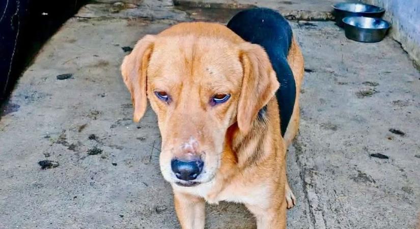 Most ezeknek a négylábúaknak van a legjobban szüksége segítségre