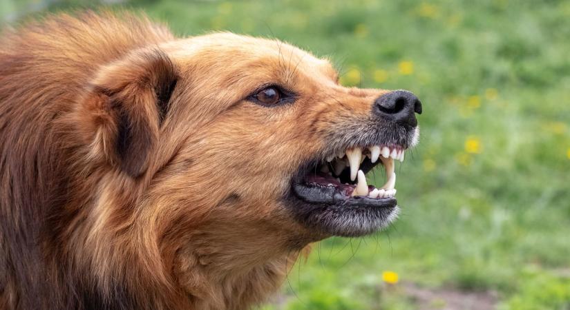 Súlyos kutyatámadások Vasban – tragikus esetek is rávilágítanak az állattartás felelősségére