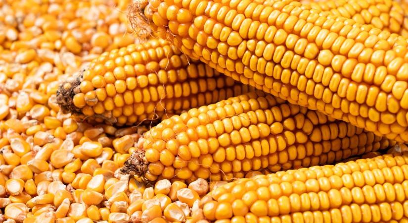 RGT Mogabrix: stabil teljesítmény, alacsony költség, biztos siker