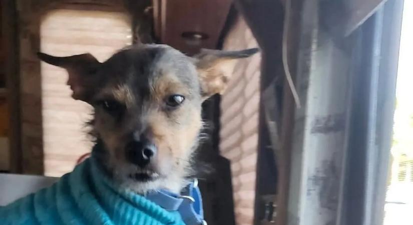 Kutyájuk mentette meg a tűztől az anyát és lányát