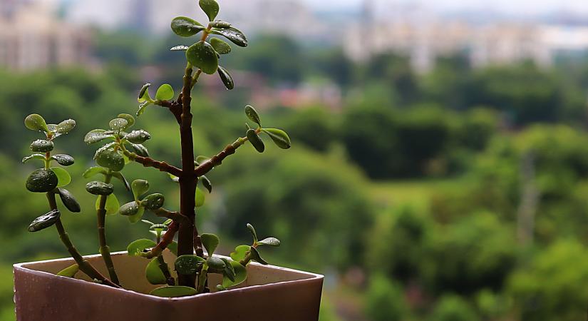 6 jótékony hatású Feng Shui-növény az otthonodba vagy az irodába