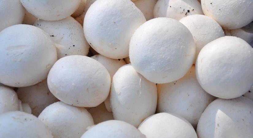 Innovatív anyagkörforgás kidolgozása a gombatermesztésben
