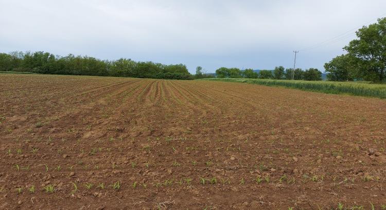 Mit vetünk tavasszal? Már az ugar sem eszement ötlet