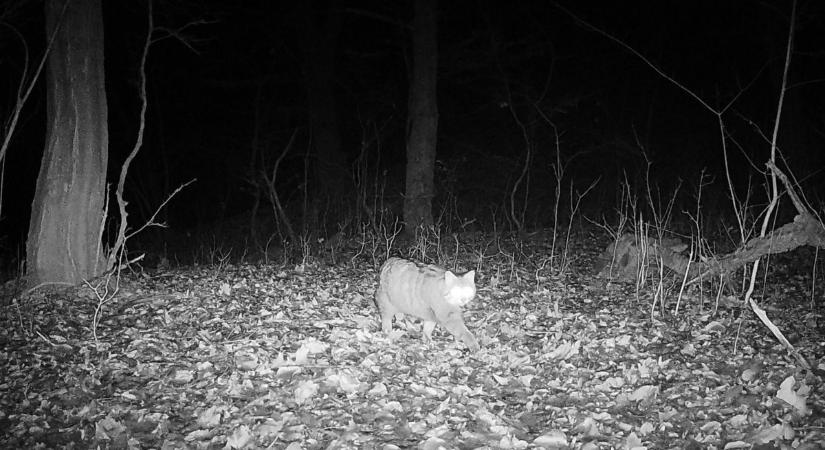 „Ezek az állatok lopják el a show-t a Bükk erdeiben – el fogsz ámulni!