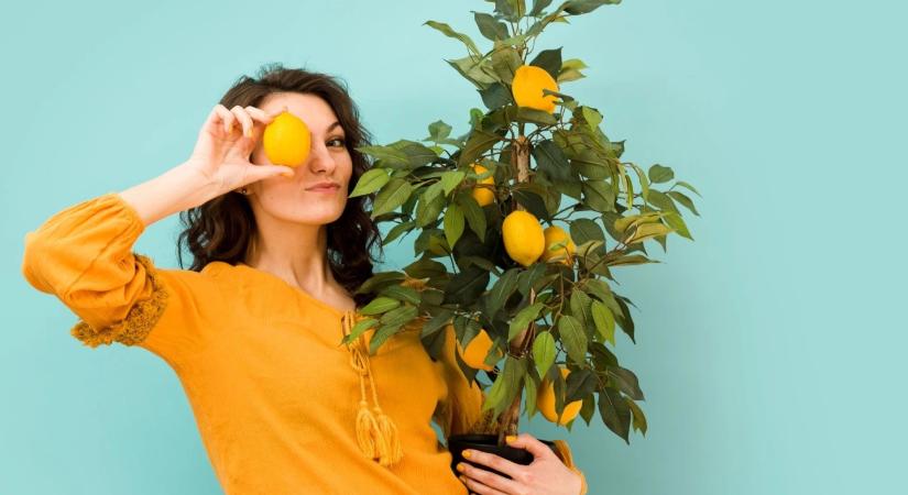 Ehető szobanövények: citromfa és fűszernövények a nappaliban