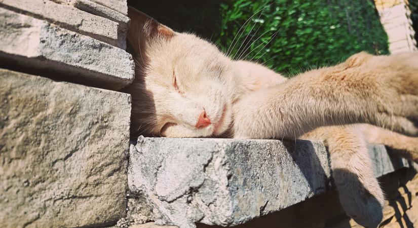 Meglátogattuk a törökországi macskákat: ez történt velük másfél év alatt