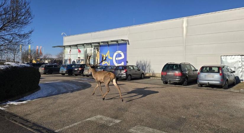 Váratlan vendég az áruház előtt: szarvas indult „bevásárolni” Esztergomban fotó