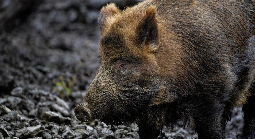 Döbbenetes fordulat az afrikai sertéspestis vírusának vizsgálatában