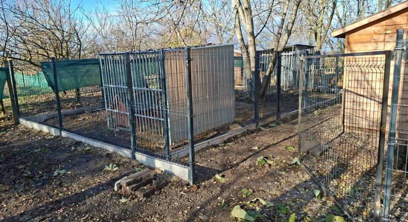 Önkormányzati segítséggel bővítették a kutyák elhelyezési körülményeit a vásárhelyi állatvédők