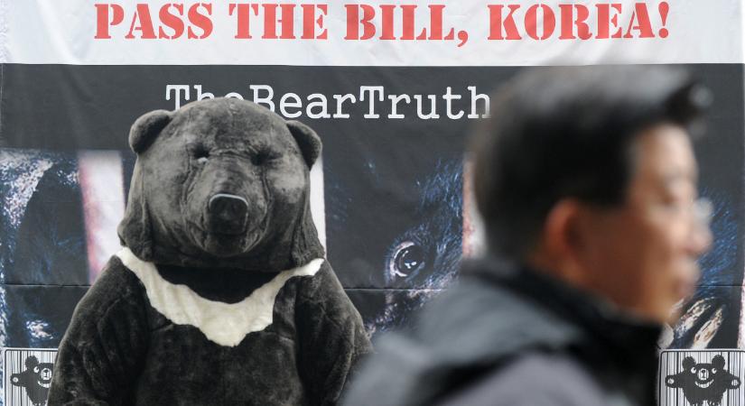 Dél-Korea január 1-től betiltotta a medveepe-termelést