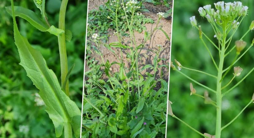 Pásztortáska: ha megrázod, csörög az erszény