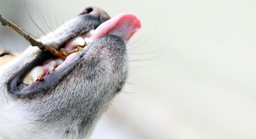 Egy kutyapuszi több, mint kedvesség – meglepő hatása lehet az egészségre