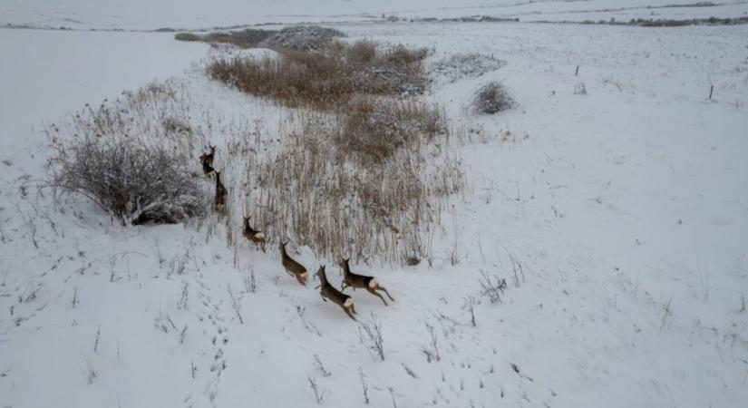 Őzek az erdélyi Ajton határában