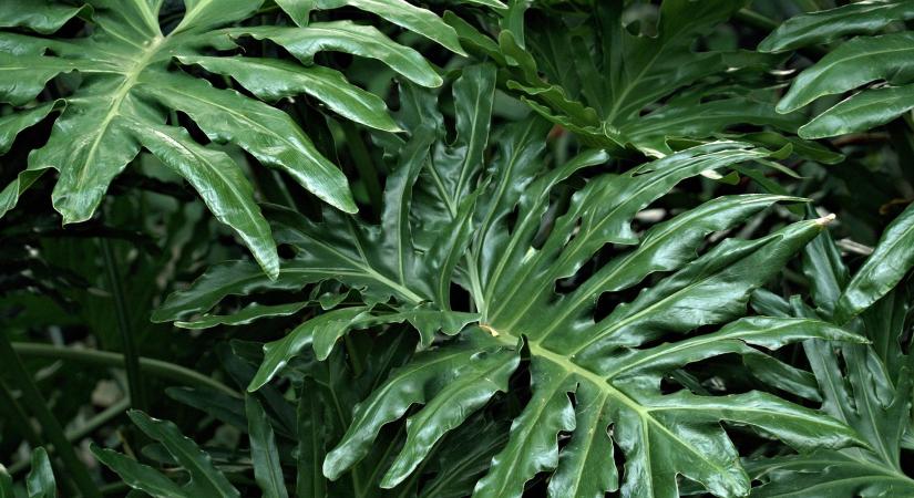 Szobanövények a téli depresszió ellen – zöld recept a léleknek