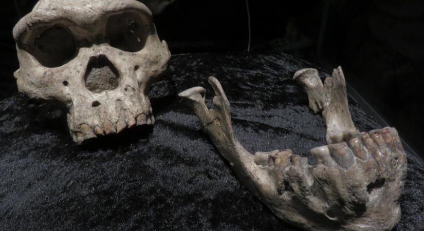 1,8 millió éve a Homo erectus mellett még egy másik korai emberféle is elhagyta Afrikát