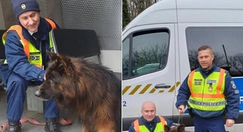 Ijedten rohangált egy kóbor kutya az M7-es autópályán közlekedő autók között