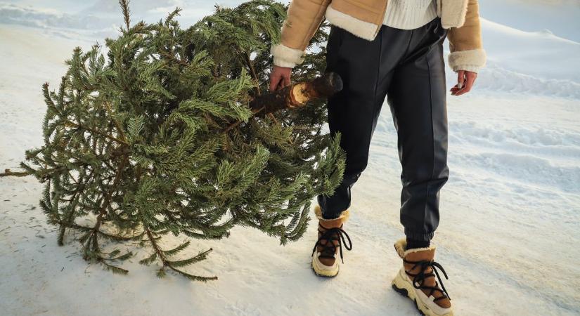 Mit kezdj a karácsonyfával, ha klímabarát módon szeretnél megszabadulni tőle?
