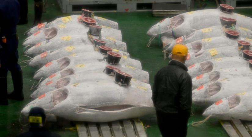 Több mint egymilliárd forintért adtak el egy csinos tonhalat Japánban