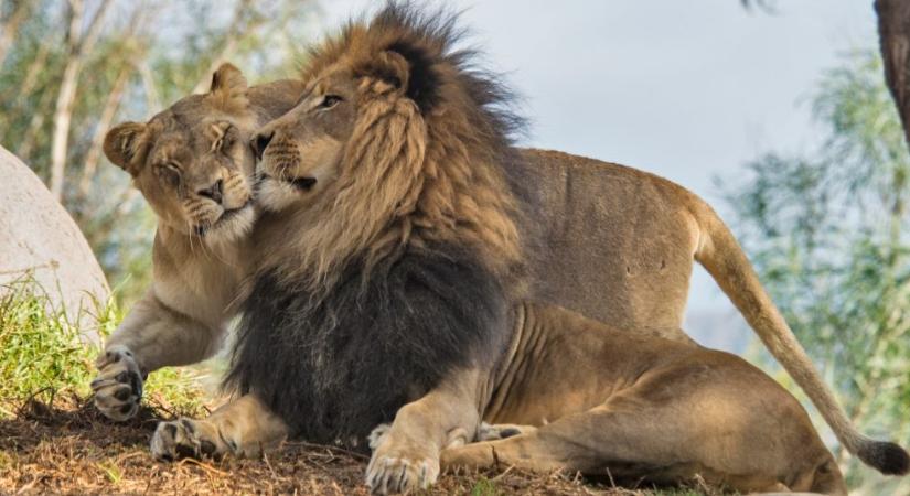 Miért gyilkolta meg ez az állatkerti oroszlán a kölykei apját?