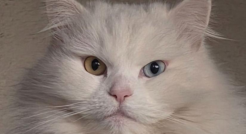 Állati influenszerek: így pózolnának olvasóink kedvencei Instagramon (galériával)