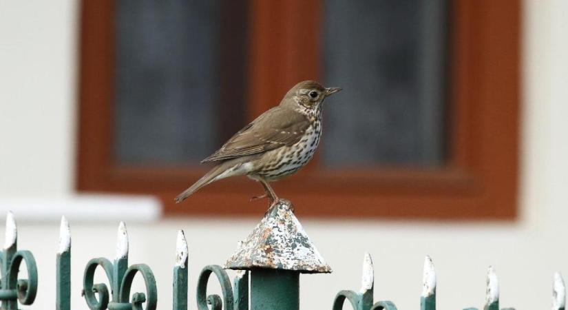 „Rigóüllőt” használ a 2026-os év madara