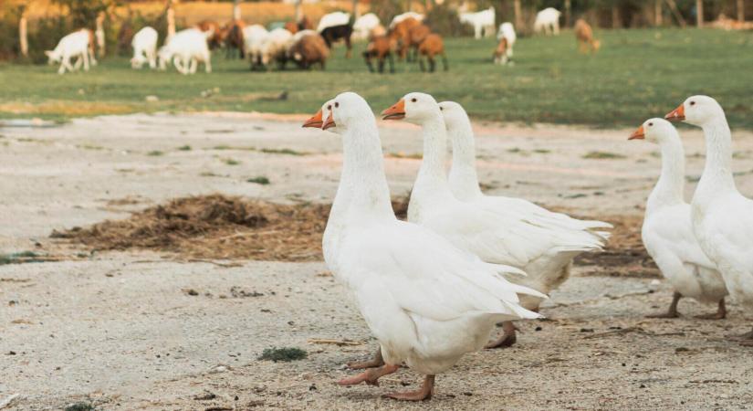 Szádba repül a sült liba