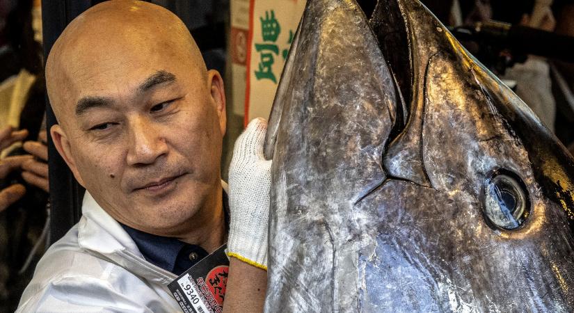 Egymilliárd forintért kelt el egyetlen tonhal Japánban