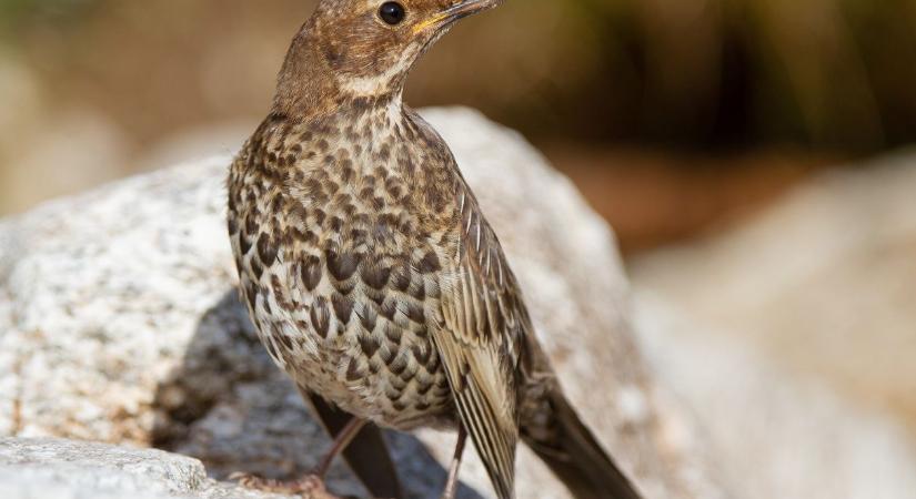 Aprócska dalnok az év madara