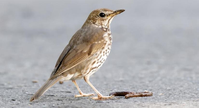 2026 év madara – a “rigóüllőt” használó énekes rigó