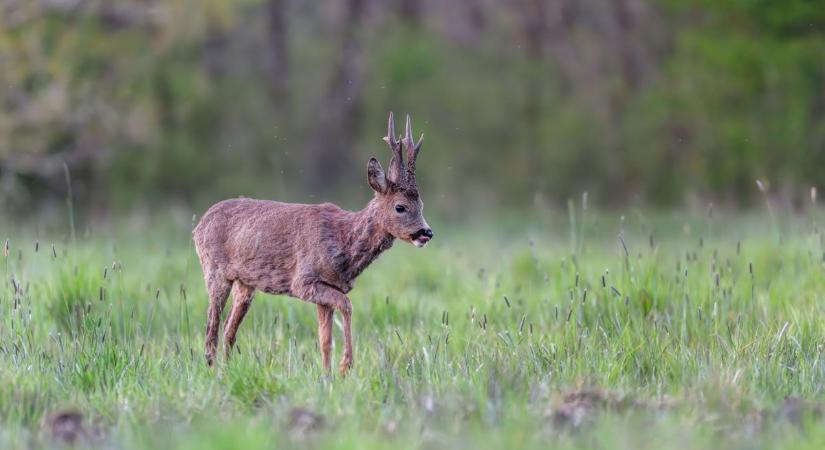 Tündéri látogatók az év első napjaiban Győrsövényháznál - videó