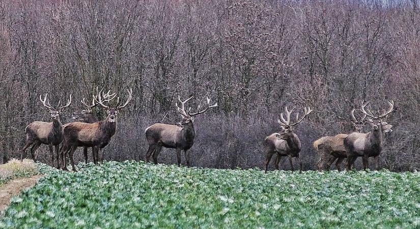 Szarvasrudlit kaptak lencsevégre Szentbalázs és Sántos között - videóval