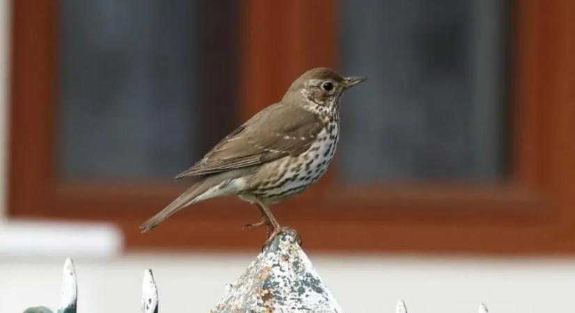 Az énekes rigó lett az év madara 2026-ban