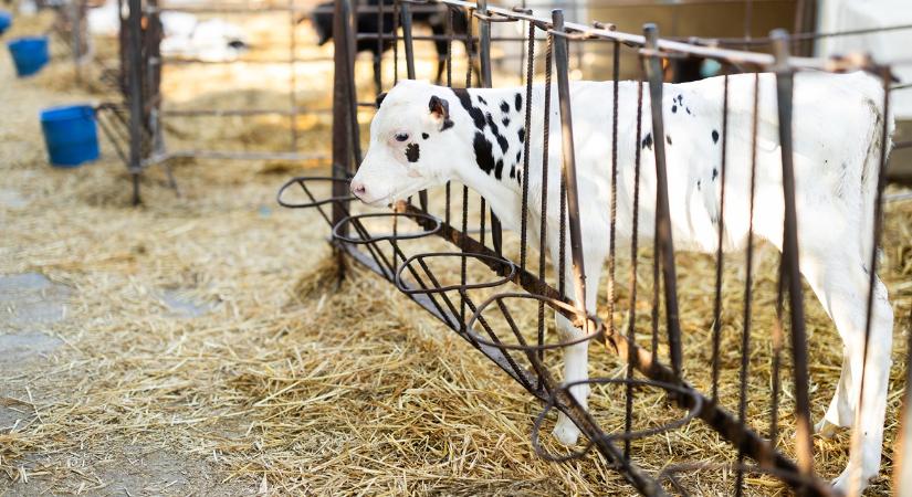 Vita a korhatárról: borjúszállítás 14 napos korban?