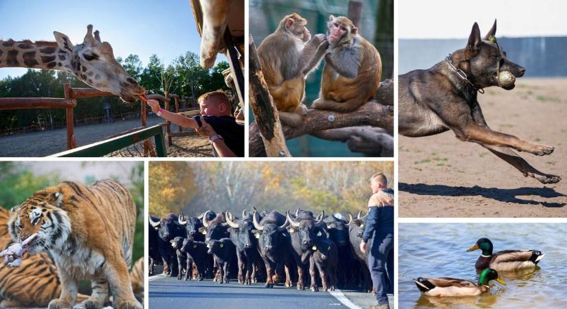 Cukiság, vad tekintetek és mókás pillanatok: fotóriporterünk így látta az elmúlt év legemlékezetesebb állatos pillanatait