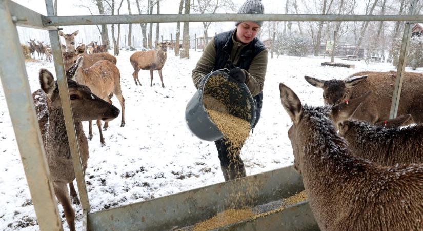 Kiderült, hogyan vészelik át a fagyos napokat a bőszénfai szarvasfarm lakói