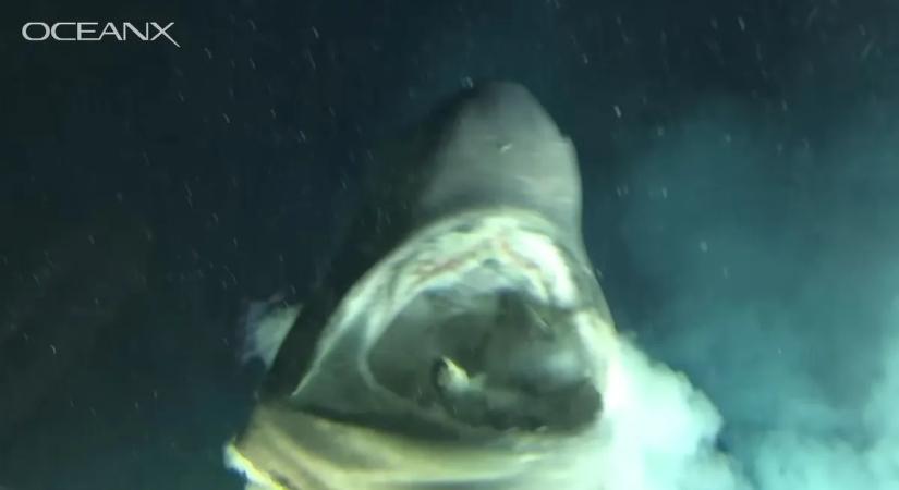 Rejtélyes lény tartja rettegésben az óceán fenekét
