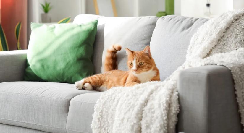 Ha így tisztítod a kanapéd, évekkel később is olyan lehet, mint új korában