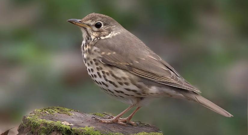 Az év madara: megvan az idei győztes, rengeteg szavazatot kapott