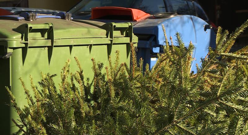 Elindult a karácsonyfák összegyűjtése