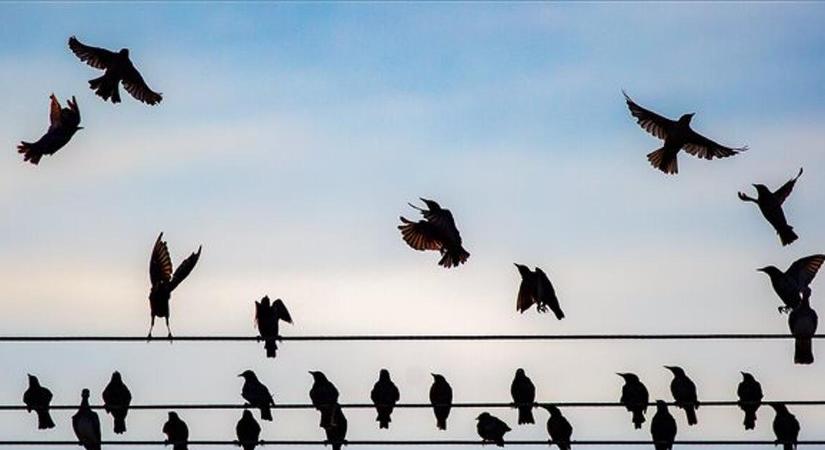 Kiderült, ki állt a berlini óriási áramszünet mögött