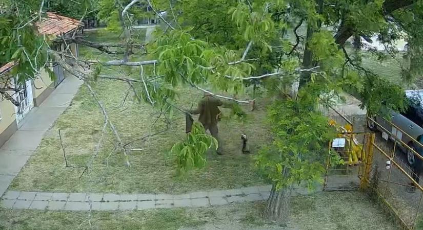 Állatkínzással, vesztegetés elfogadásával és engedély nélküli lőfegyver birtoklásával is gyanúsítják a korábbi vásárhelyi gyepmestert