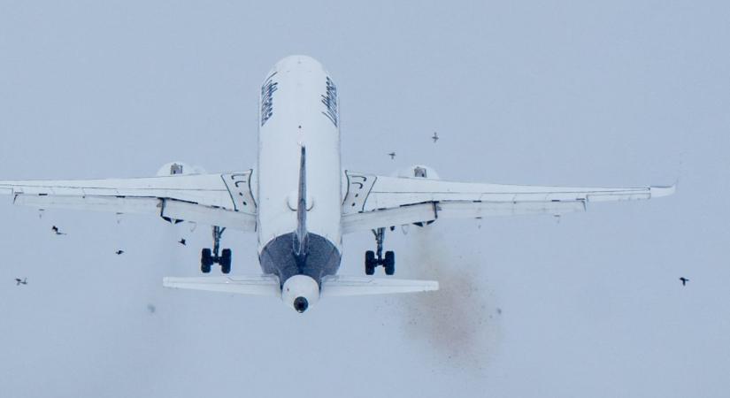 Kényszerleszállás Ferihegyen: fotókon, ahogy madárrajba repül a Lufthansa-gép