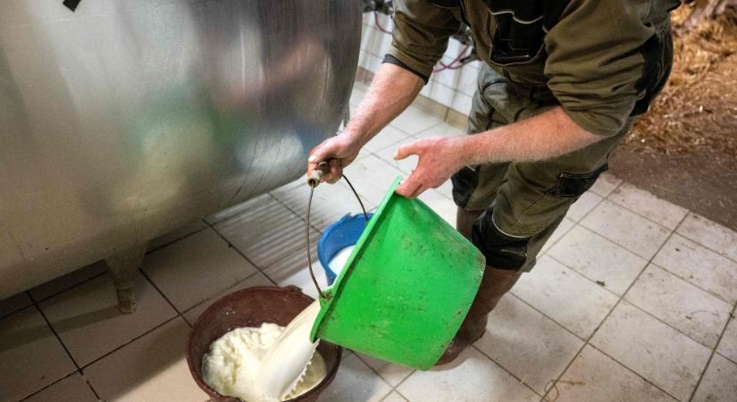 Újabb pályázattal segíti az agrártárca a tejtermelő gazdálkodókat