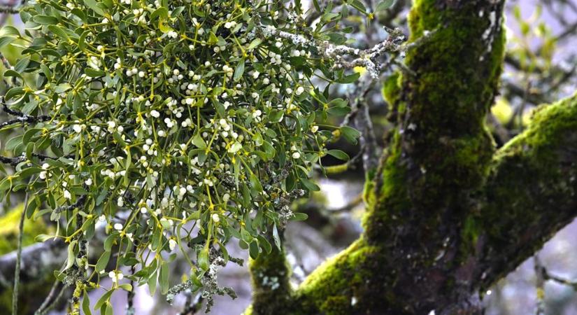 Ártalmas élősködő vagy félreértett növény? – A fagyöngy titkai